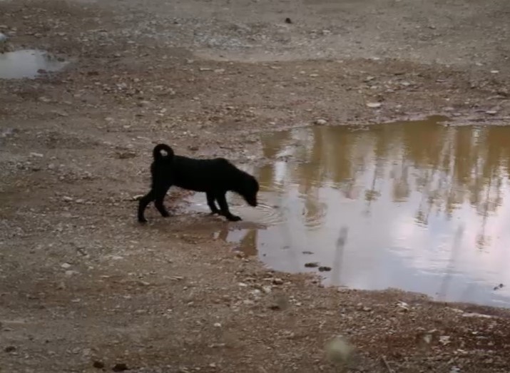 Ο Μενέλαος Καραμαγγιώλης και ο Σμόκι, ο πρώτος ανάπηρος σκύλος που υιοθετήθηκε από την Ελλάδα