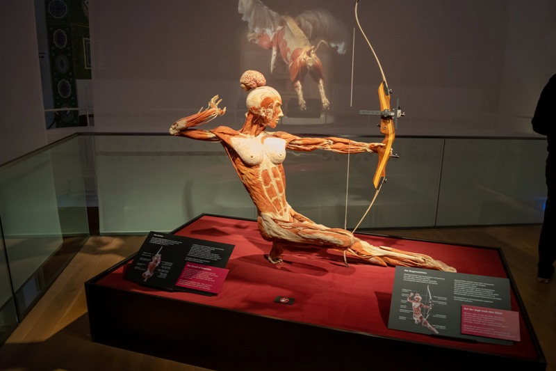 H αυθεντική Έκθεση Body Worlds για πρώτη φορά στην Ελλάδα